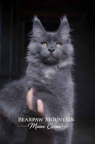 maine coons montana maine coons montana