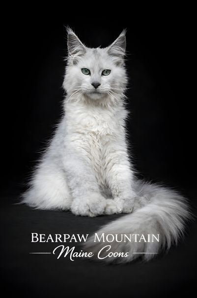 maine coons montana maine coons montana