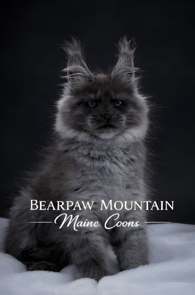 maine coons montana maine coons montana