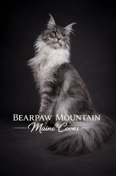 maine coons montana maine coons montana